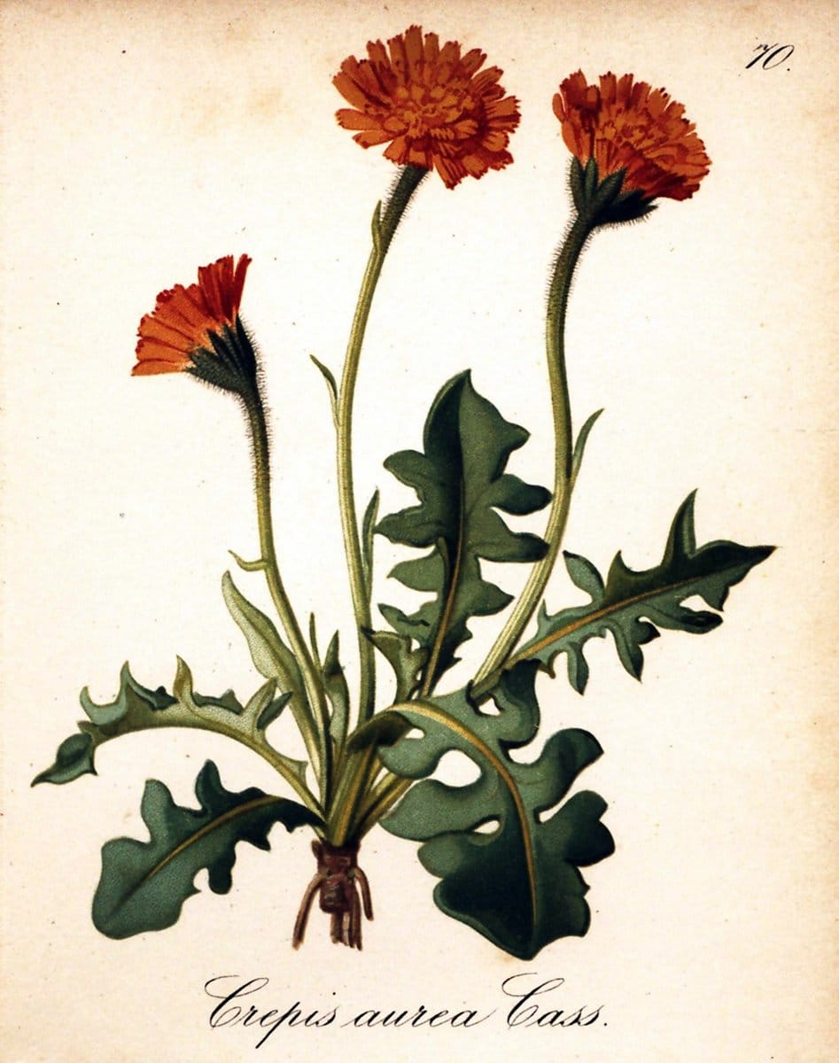 Die Alpenpflanzen nach der Natur gemalt /.Prag :F. Tempsky,1879-1884.. |  | Vintage Print Reproduction 470559