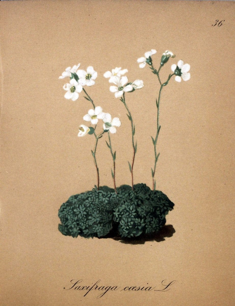 Die Alpenpflanzen nach der Natur gemalt /.Prag :F. Tempsky,1879-1884.. |  | Vintage Print Reproduction 470560