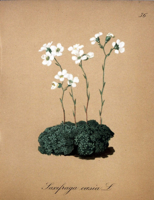 Die Alpenpflanzen nach der Natur gemalt /.Prag :F. Tempsky,1879-1884.. |  | Vintage Print Reproduction 470560