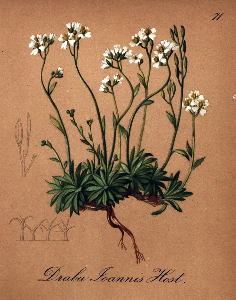 Die Alpenpflanzen nach der Natur gemalt /.Prag :F. Tempsky,1879-1884.. |  | Vintage Print Reproduction 470561