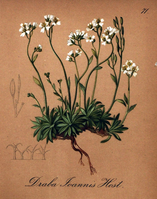Die Alpenpflanzen nach der Natur gemalt /.Prag :F. Tempsky,1879-1884.. |  | Vintage Print Reproduction 470561