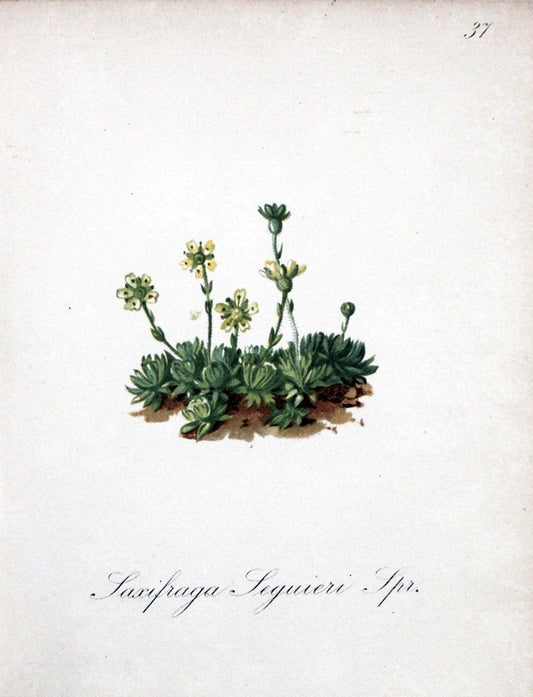 Die Alpenpflanzen nach der Natur gemalt /.Prag :F. Tempsky,1879-1884.. |  | Vintage Print Reproduction 470562
