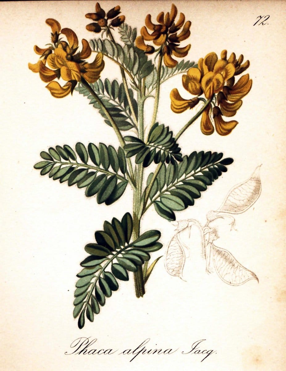 Die Alpenpflanzen nach der Natur gemalt /.Prag :F. Tempsky,1879-1884.. |  | Vintage Print Reproduction 470563