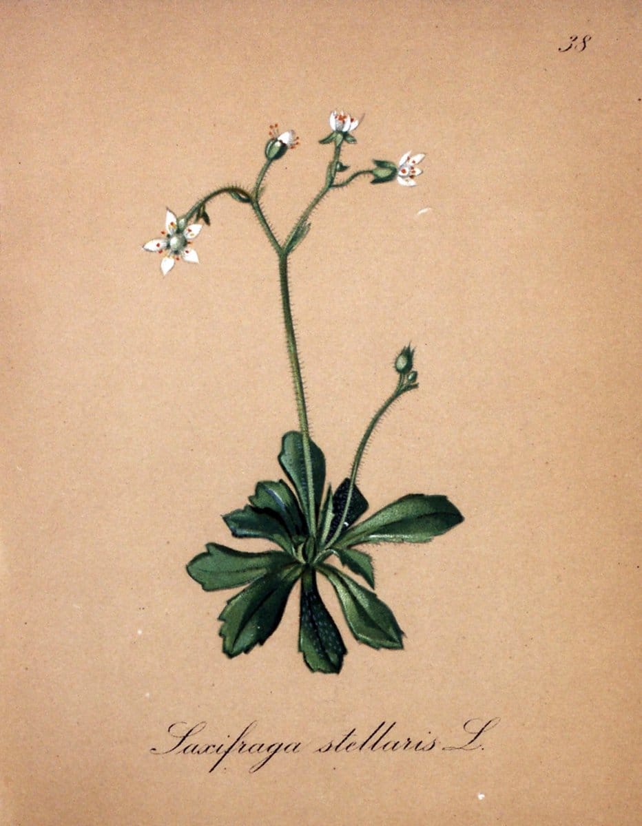 Die Alpenpflanzen nach der Natur gemalt /.Prag :F. Tempsky,1879-1884.. |  | Vintage Print Reproduction 470564