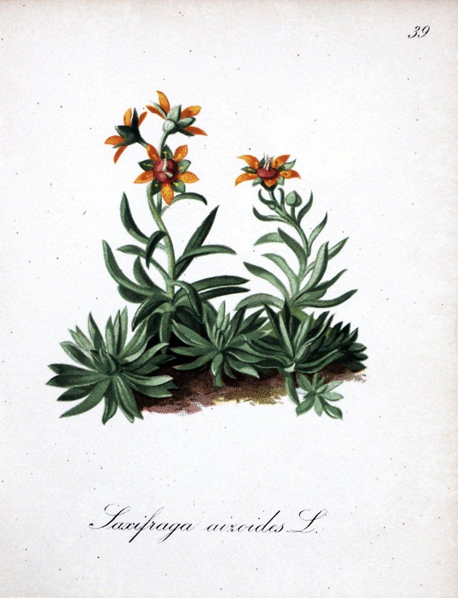 Die Alpenpflanzen nach der Natur gemalt /.Prag :F. Tempsky,1879-1884.. |  | Vintage Print Reproduction 470565