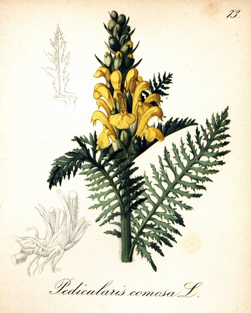 Die Alpenpflanzen nach der Natur gemalt /.Prag :F. Tempsky,1879-1884.. |  | Vintage Print Reproduction 470566