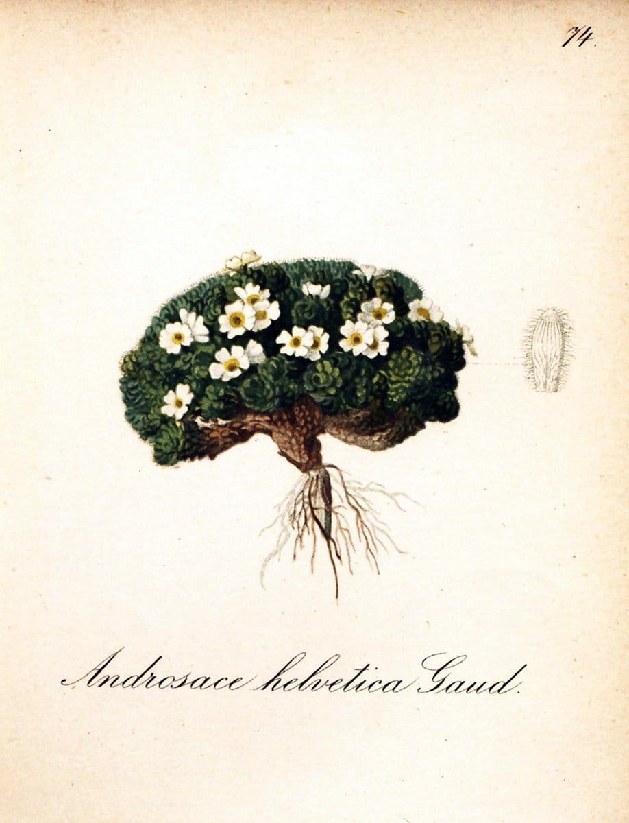 Die Alpenpflanzen nach der Natur gemalt /.Prag :F. Tempsky,1879-1884.. |  | Vintage Print Reproduction 470567