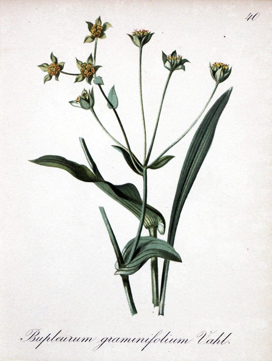 Die Alpenpflanzen nach der Natur gemalt /.Prag :F. Tempsky,1879-1884.. |  | Vintage Print Reproduction 470568