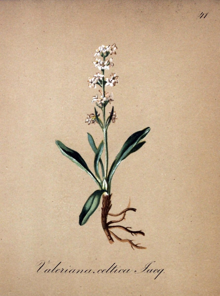 Die Alpenpflanzen nach der Natur gemalt /.Prag :F. Tempsky,1879-1884.. |  | Vintage Print Reproduction 470569