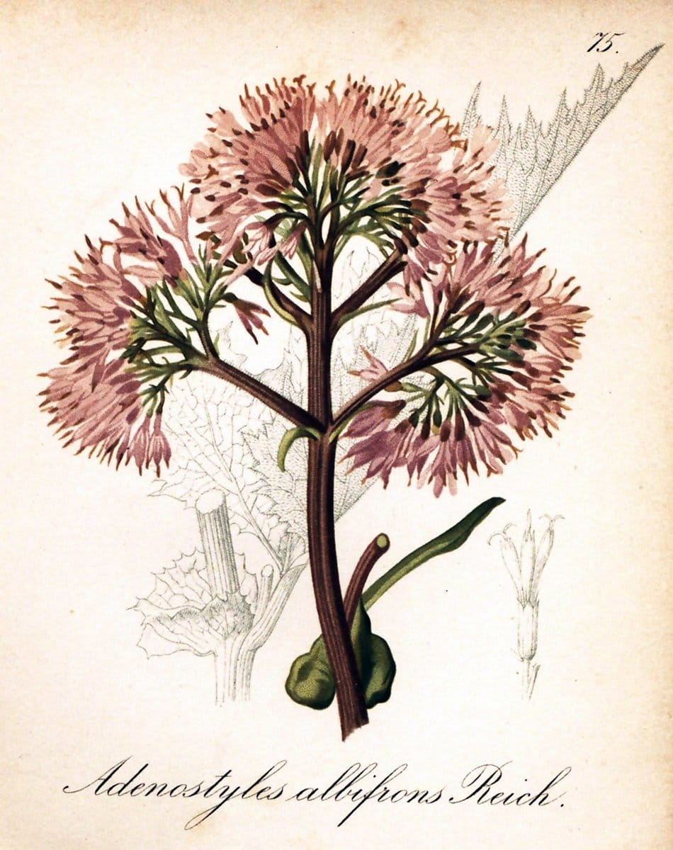 Die Alpenpflanzen nach der Natur gemalt /.Prag :F. Tempsky,1879-1884.. |  | Vintage Print Reproduction 470570