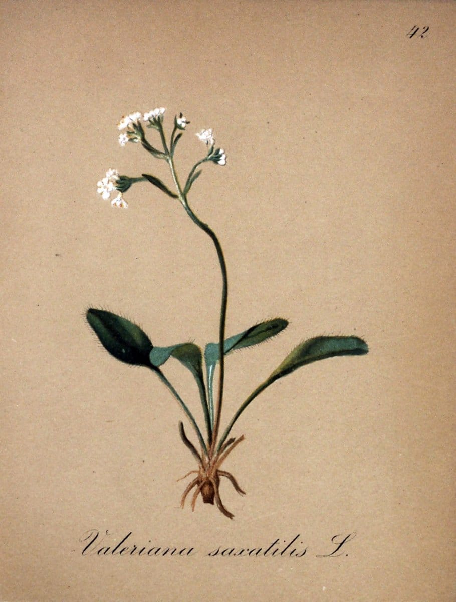 Die Alpenpflanzen nach der Natur gemalt /.Prag :F. Tempsky,1879-1884.. |  | Vintage Print Reproduction 470571