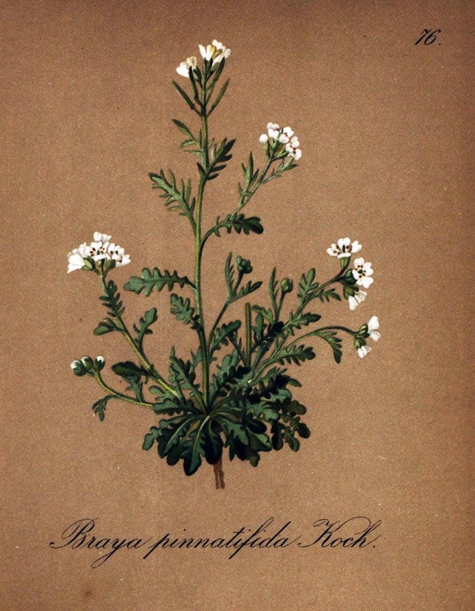 Die Alpenpflanzen nach der Natur gemalt /.Prag :F. Tempsky,1879-1884.. |  | Vintage Print Reproduction 470572