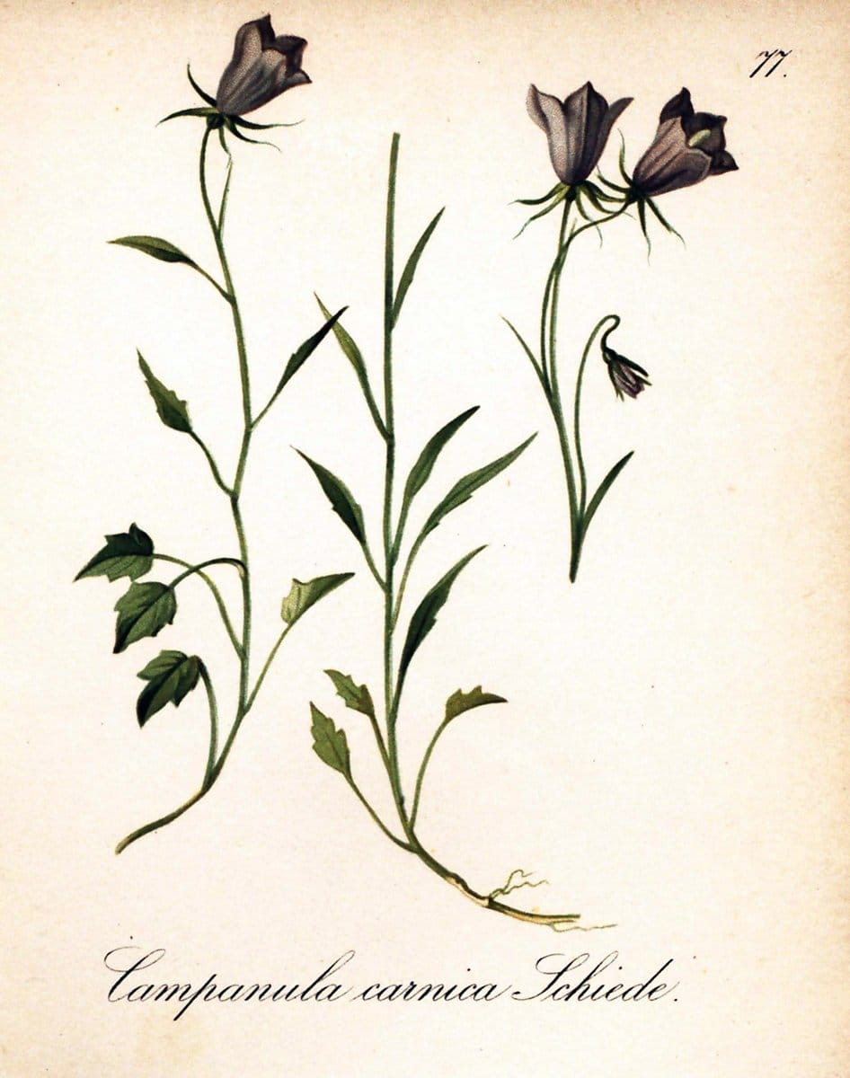 Die Alpenpflanzen nach der Natur gemalt /.Prag :F. Tempsky,1879-1884.. |  | Vintage Print Reproduction 470574