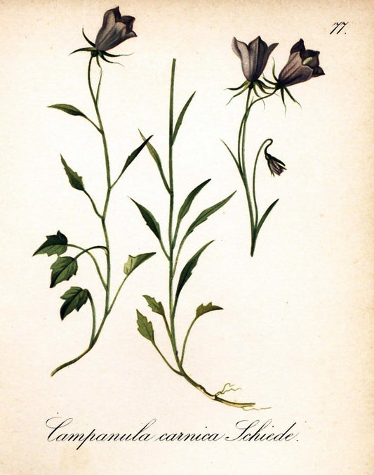 Die Alpenpflanzen nach der Natur gemalt /.Prag :F. Tempsky,1879-1884.. |  | Vintage Print Reproduction 470574