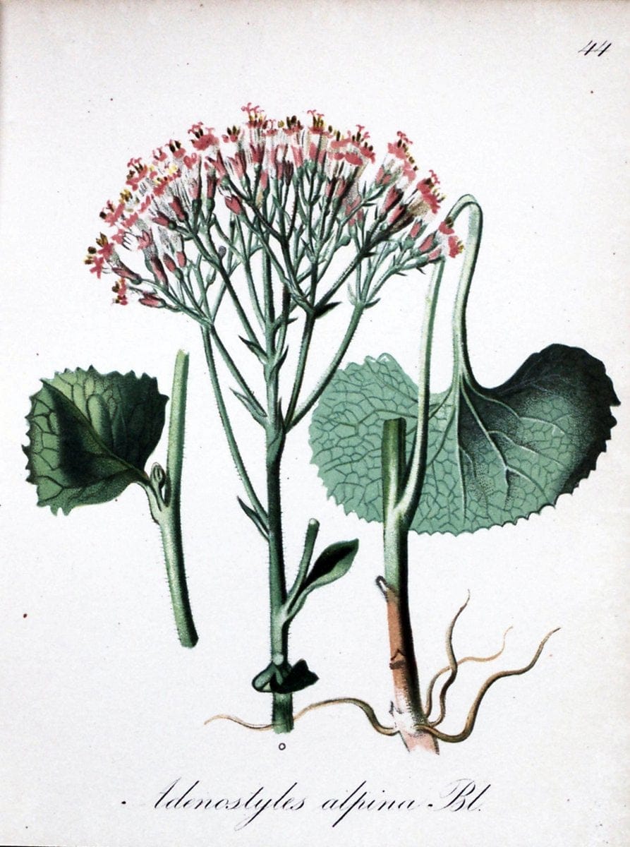 Die Alpenpflanzen nach der Natur gemalt /.Prag :F. Tempsky,1879-1884.. |  | Vintage Print Reproduction 470575