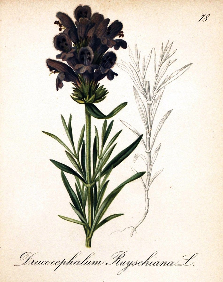 Die Alpenpflanzen nach der Natur gemalt /.Prag :F. Tempsky,1879-1884.. |  | Vintage Print Reproduction 470576