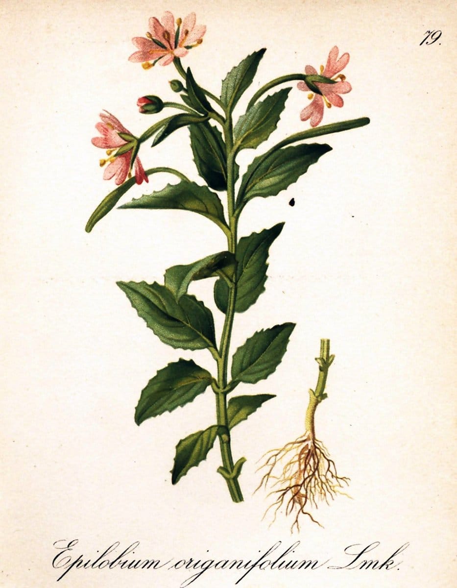 Die Alpenpflanzen nach der Natur gemalt /.Prag :F. Tempsky,1879-1884.. |  | Vintage Print Reproduction 470577