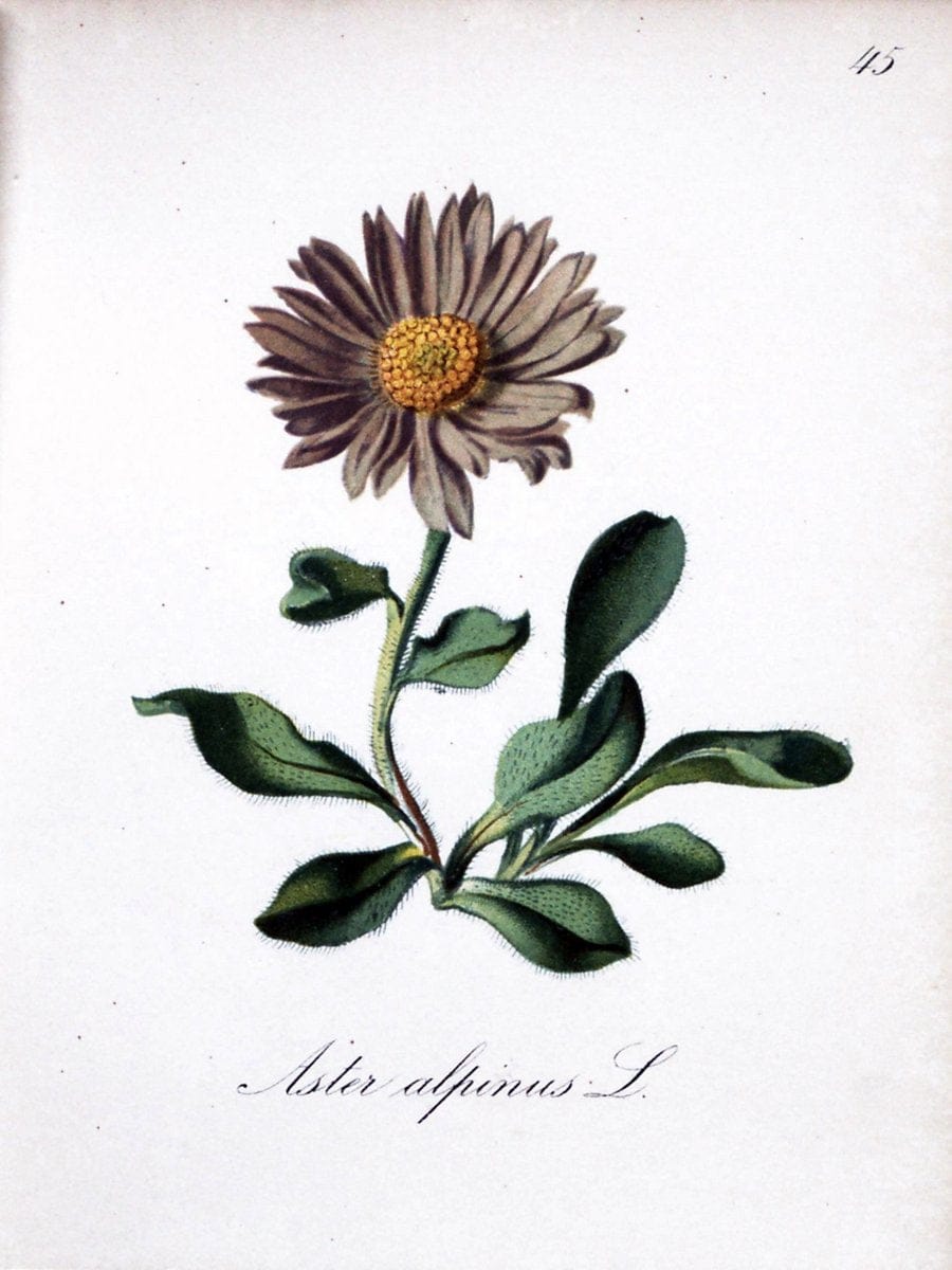 Die Alpenpflanzen nach der Natur gemalt /.Prag :F. Tempsky,1879-1884.. |  | Vintage Print Reproduction 470578