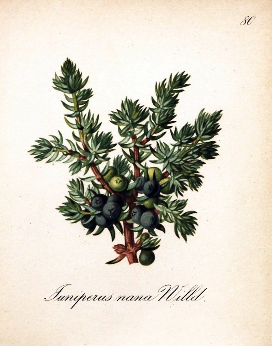 Die Alpenpflanzen nach der Natur gemalt /.Prag :F. Tempsky,1879-1884.. |  | Vintage Print Reproduction 470579