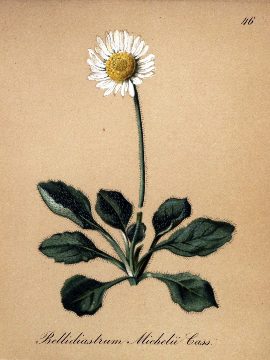 Die Alpenpflanzen nach der Natur gemalt /.Prag :F. Tempsky,1879-1884.. |  | Vintage Print Reproduction 470580