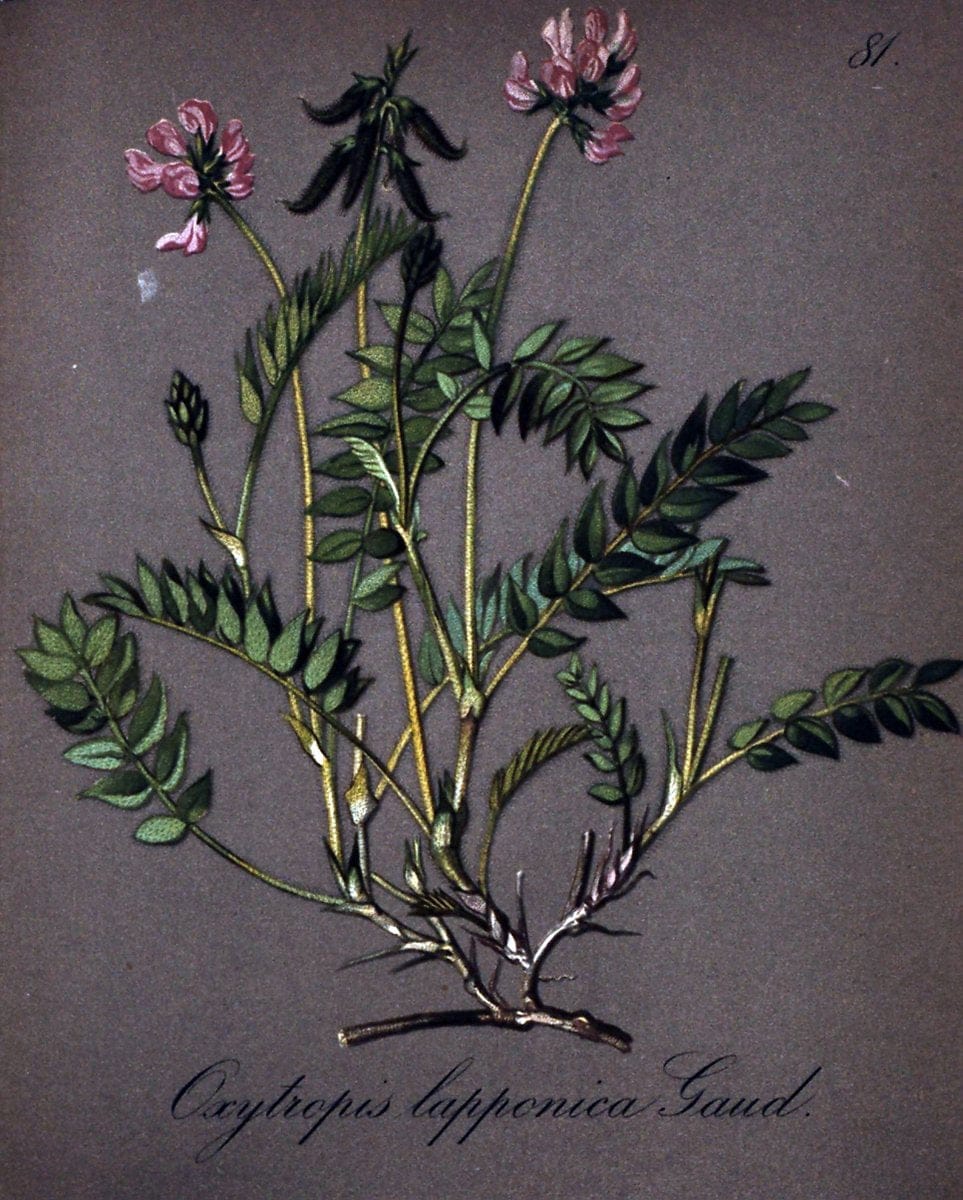 Die Alpenpflanzen nach der Natur gemalt /.Prag :F. Tempsky,1879-1884.. |  | Vintage Print Reproduction 470581