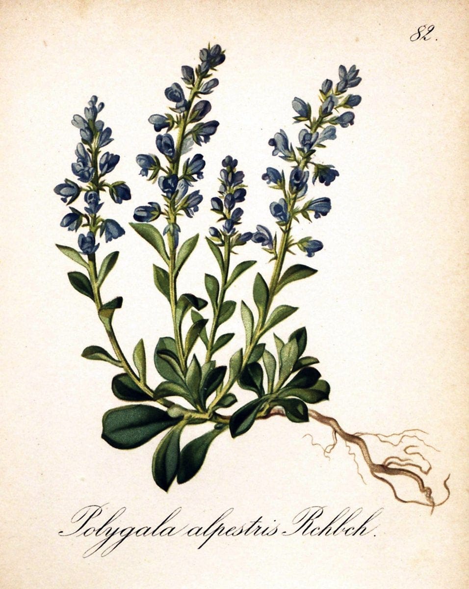 Die Alpenpflanzen nach der Natur gemalt /.Prag :F. Tempsky,1879-1884.. |  | Vintage Print Reproduction 470583