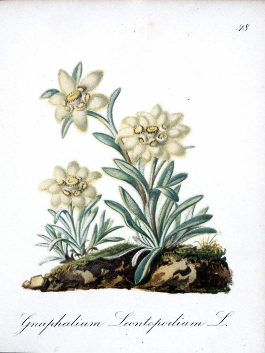 Die Alpenpflanzen nach der Natur gemalt /.Prag :F. Tempsky,1879-1884.. |  | Vintage Print Reproduction 470584