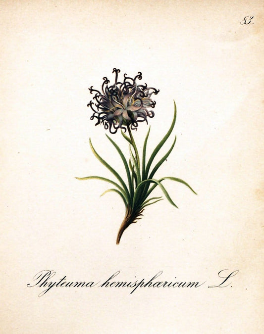 Die Alpenpflanzen nach der Natur gemalt /.Prag :F. Tempsky,1879-1884.. |  | Vintage Print Reproduction 470585
