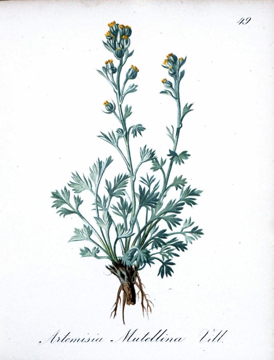 Die Alpenpflanzen nach der Natur gemalt /.Prag :F. Tempsky,1879-1884.. |  | Vintage Print Reproduction 470586