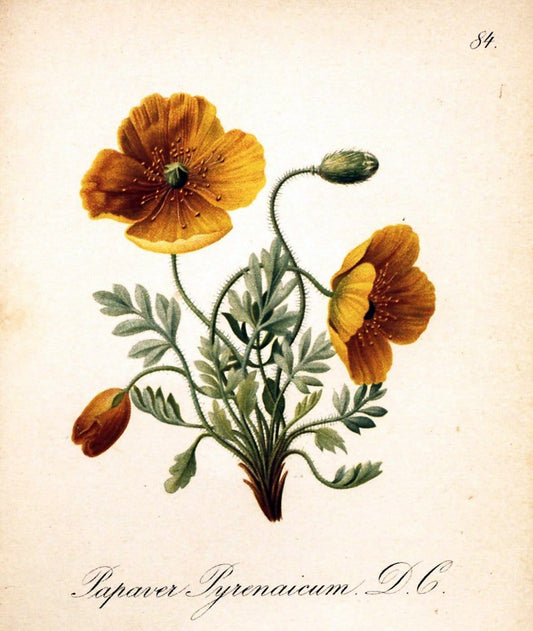 Die Alpenpflanzen nach der Natur gemalt /.Prag :F. Tempsky,1879-1884.. |  | Vintage Print Reproduction 470587