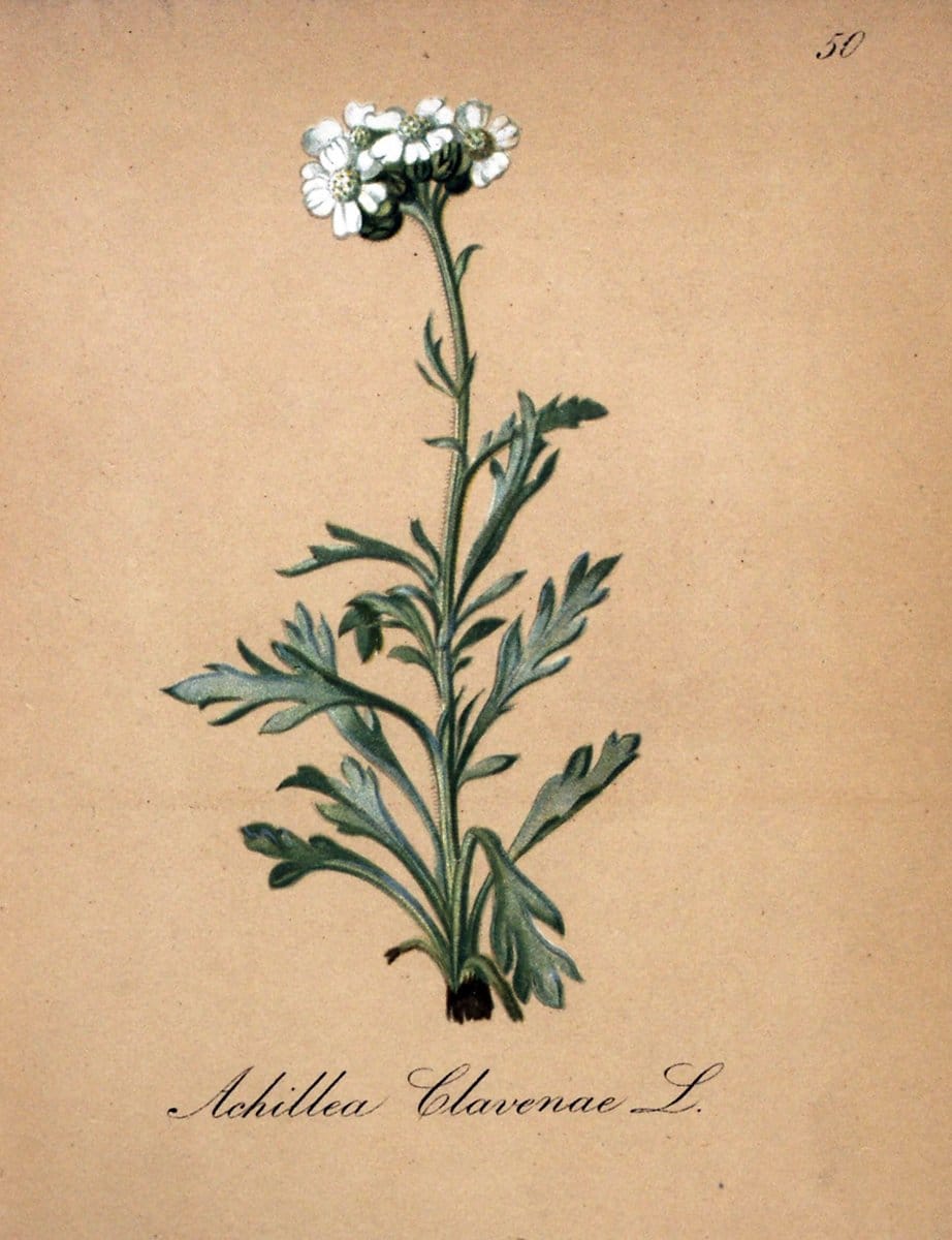 Die Alpenpflanzen nach der Natur gemalt /.Prag :F. Tempsky,1879-1884.. |  | Vintage Print Reproduction 470588