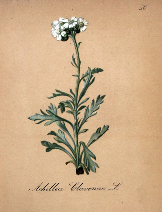 Die Alpenpflanzen nach der Natur gemalt /.Prag :F. Tempsky,1879-1884.. |  | Vintage Print Reproduction 470588