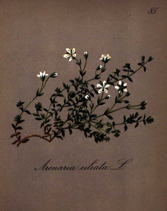 Die Alpenpflanzen nach der Natur gemalt /.Prag :F. Tempsky,1879-1884.. |  | Vintage Print Reproduction 470589