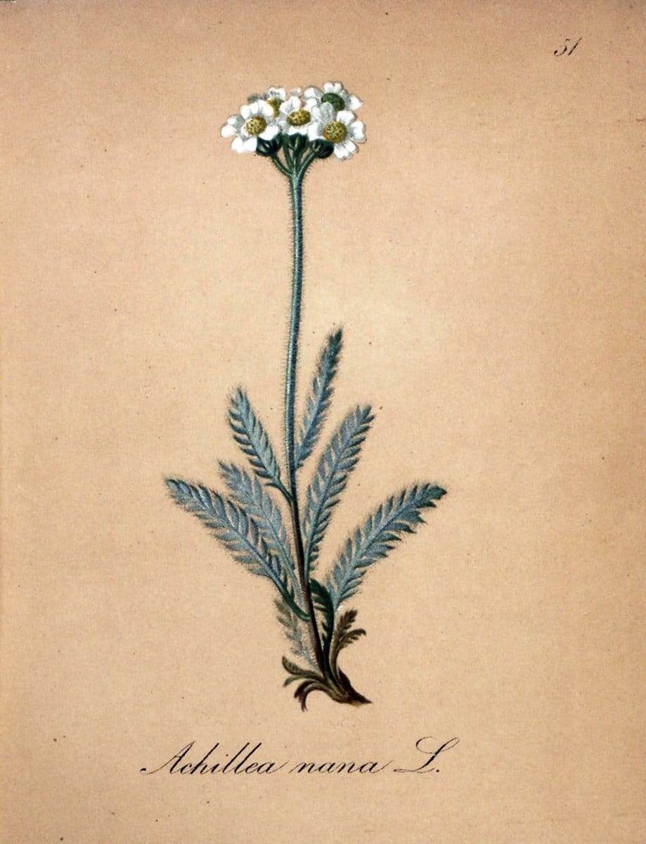 Die Alpenpflanzen nach der Natur gemalt /.Prag :F. Tempsky,1879-1884.. |  | Vintage Print Reproduction 470590