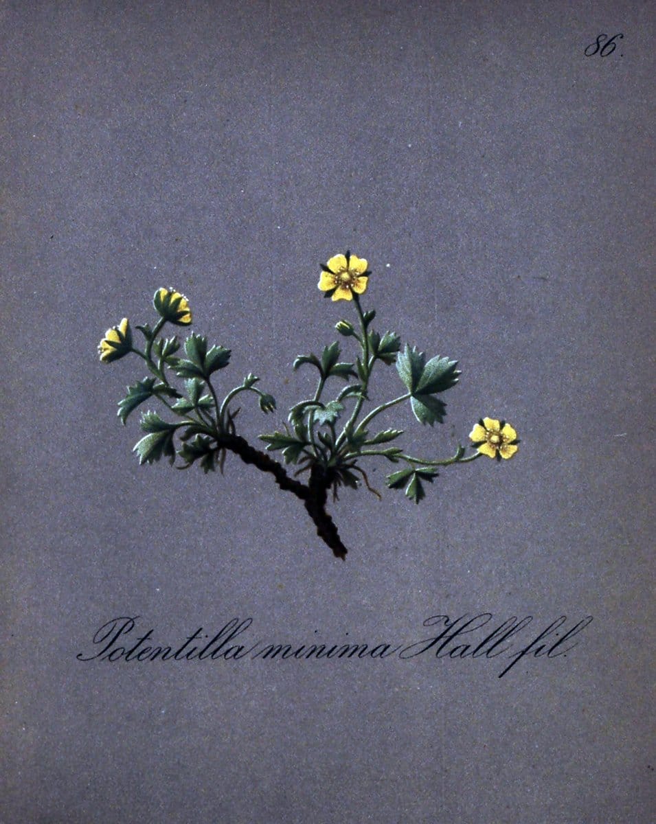 Die Alpenpflanzen nach der Natur gemalt /.Prag :F. Tempsky,1879-1884.. |  | Vintage Print Reproduction 470591