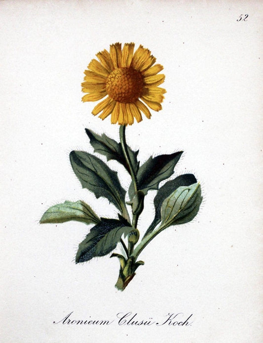 Die Alpenpflanzen nach der Natur gemalt /.Prag :F. Tempsky,1879-1884.. |  | Vintage Print Reproduction 470592