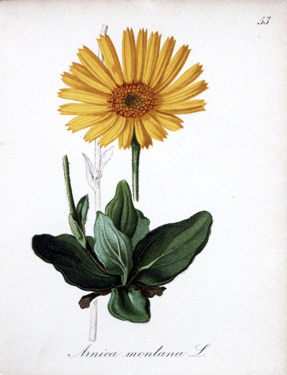 Die Alpenpflanzen nach der Natur gemalt /.Prag :F. Tempsky,1879-1884.. |  | Vintage Print Reproduction 470593