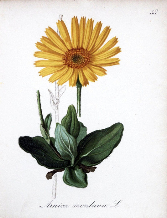 Die Alpenpflanzen nach der Natur gemalt /.Prag :F. Tempsky,1879-1884.. |  | Vintage Print Reproduction 470593