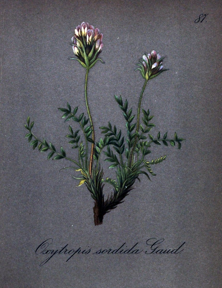 Die Alpenpflanzen nach der Natur gemalt /.Prag :F. Tempsky,1879-1884.. |  | Vintage Print Reproduction 470594