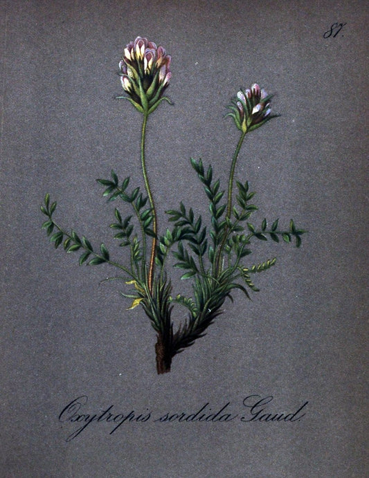 Die Alpenpflanzen nach der Natur gemalt /.Prag :F. Tempsky,1879-1884.. |  | Vintage Print Reproduction 470594