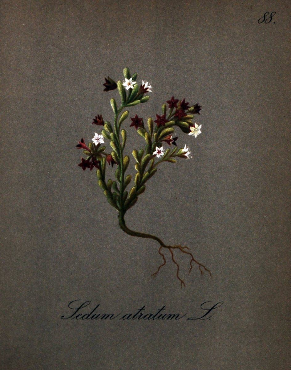 Die Alpenpflanzen nach der Natur gemalt /.Prag :F. Tempsky,1879-1884.. |  | Vintage Print Reproduction 470595