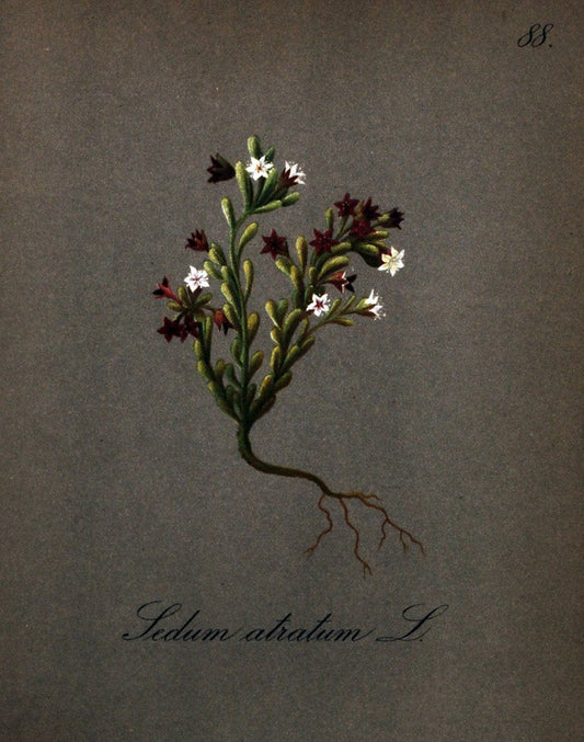 Die Alpenpflanzen nach der Natur gemalt /.Prag :F. Tempsky,1879-1884.. |  | Vintage Print Reproduction 470595