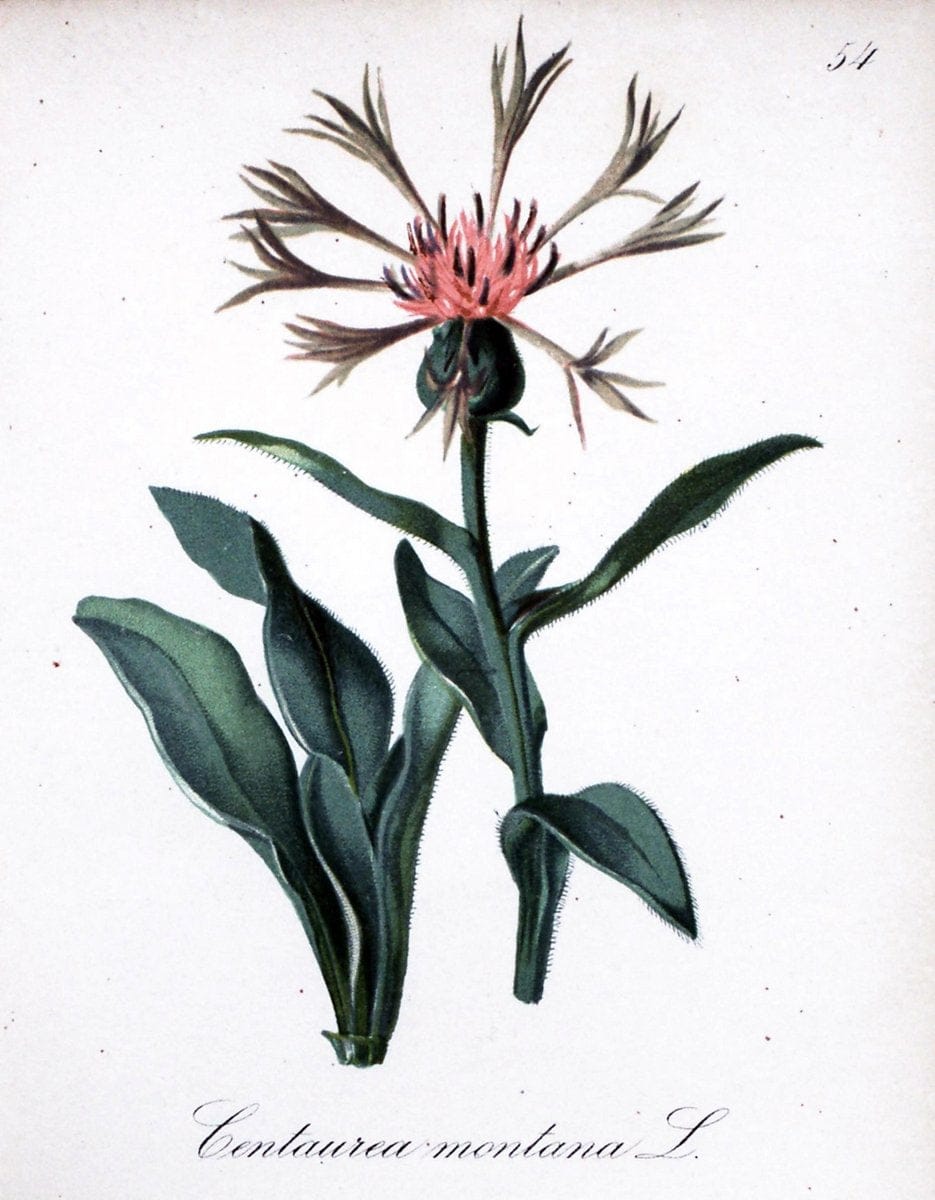 Die Alpenpflanzen nach der Natur gemalt /.Prag :F. Tempsky,1879-1884.. |  | Vintage Print Reproduction 470596