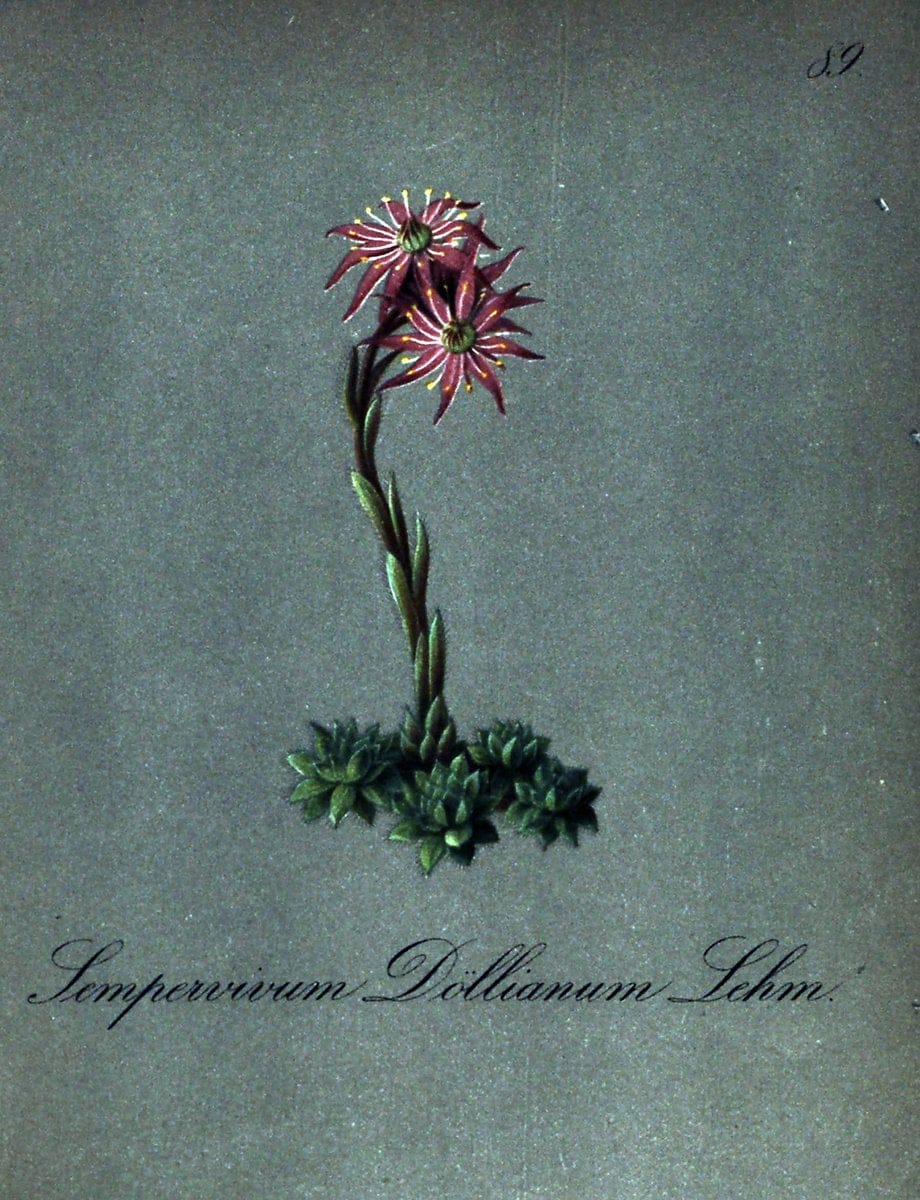 Die Alpenpflanzen nach der Natur gemalt /.Prag :F. Tempsky,1879-1884.. |  | Vintage Print Reproduction 470598