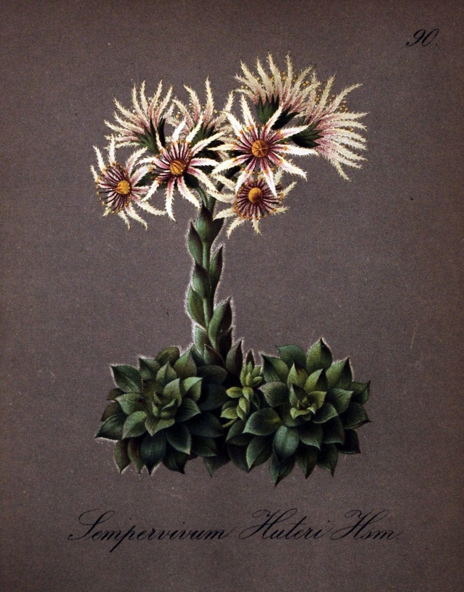 Die Alpenpflanzen nach der Natur gemalt /.Prag :F. Tempsky,1879-1884.. |  | Vintage Print Reproduction 470599