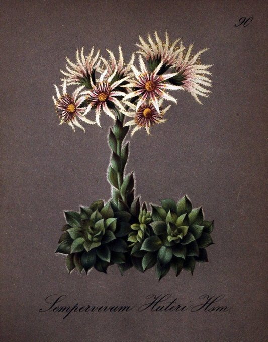 Die Alpenpflanzen nach der Natur gemalt /.Prag :F. Tempsky,1879-1884.. |  | Vintage Print Reproduction 470599
