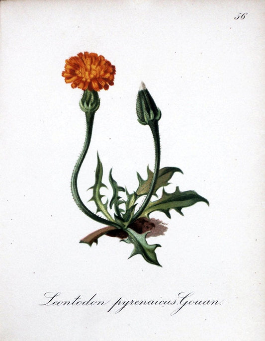 Die Alpenpflanzen nach der Natur gemalt /.Prag :F. Tempsky,1879-1884.. |  | Vintage Print Reproduction 470600