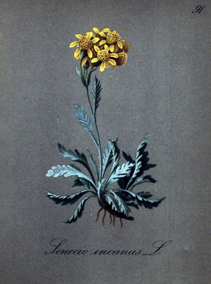 Die Alpenpflanzen nach der Natur gemalt /.Prag :F. Tempsky,1879-1884.. |  | Vintage Print Reproduction 470601