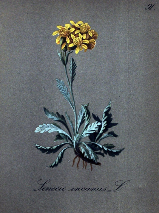 Die Alpenpflanzen nach der Natur gemalt /.Prag :F. Tempsky,1879-1884.. |  | Vintage Print Reproduction 470601