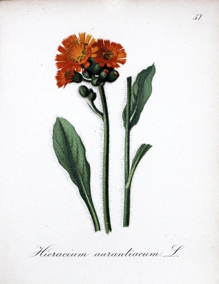 Die Alpenpflanzen nach der Natur gemalt /.Prag :F. Tempsky,1879-1884.. |  | Vintage Print Reproduction 470602